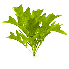 Symbol Kyselina listová (vitamin B9)